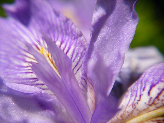 ヒメシャガの花のマクロレンズ撮影