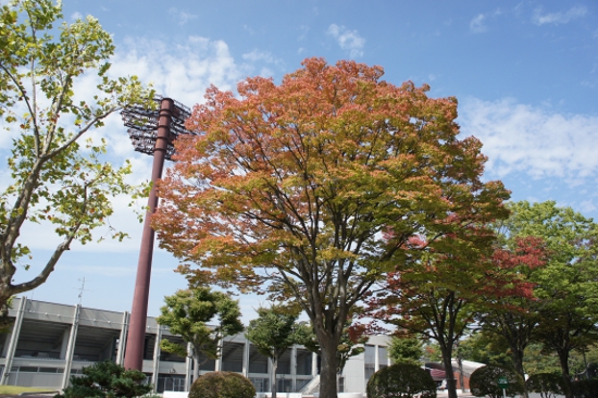 開成山公園内の一部の樹木が紅葉