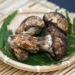 国産の松茸が豊作で価格も３割安そして風味も格別